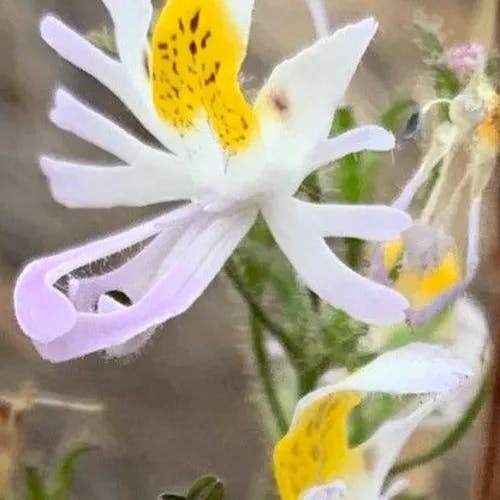 Poor man's orchid (Schizanthus tricolor)-i