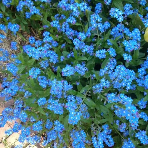 エゾムラサキ（蝦夷紫） (Myosotis sylvatica)-i