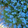 エゾムラサキ（蝦夷紫） (Myosotis sylvatica)-i