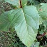 Indian-gum (Silphium perfoliatum)-i