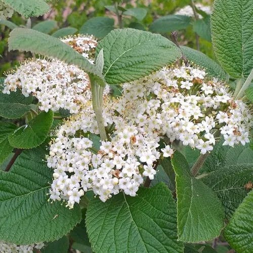 Mealytree (Viburnum lantana)-i