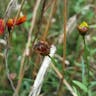 ハルシャギク（波斯菊） (Coreopsis tinctoria)-i