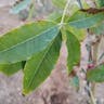 Mexican apple (Casimiroa edulis)-i