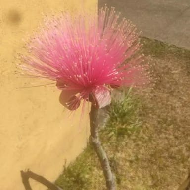 Shaving-brush-tree