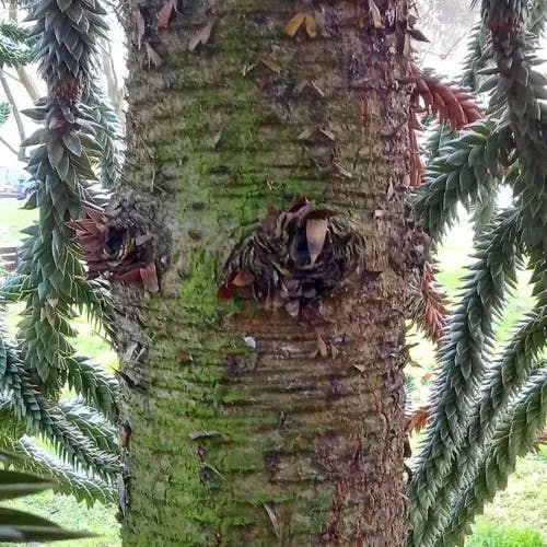 チリマツ（智利松） (Araucaria araucana)-i
