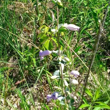 Large beardtongue