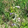 Large beardtongue (Penstemon grandiflorus)-i