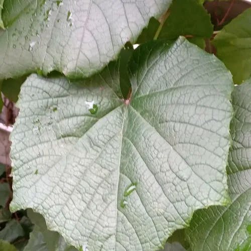 ヤマブドウ（山葡萄） (Vitis coignetiae)-i