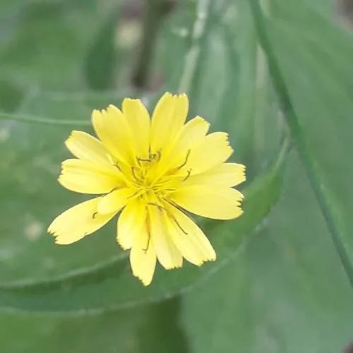 ナタネタビラコ（菜種田平子） (Lapsana communis)-i