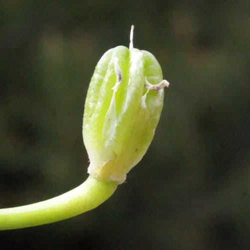 Garden star-of-bethlehem (Ornithogalum umbellatum)-i