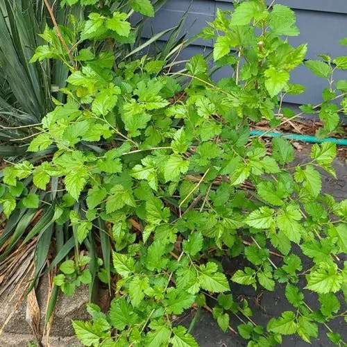 アメリカシモツケ（アメリカ下野） (Physocarpus opulifolius)-i