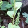 キキョウソウ（桔梗草） (Triodanis perfoliata)-i