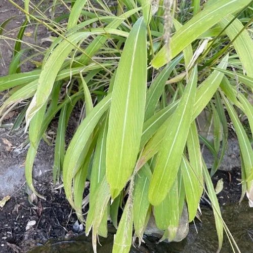 ササキビ（笹黍） (Setaria palmifolia)-i