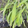 ササキビ（笹黍） (Setaria palmifolia)-i