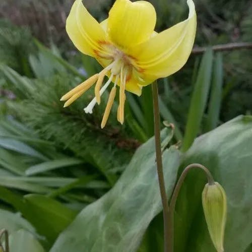 Avalanche-lily (Erythronium grandiflorum)-i