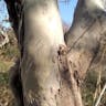 Oriental plane (Platanus orientalis)-i