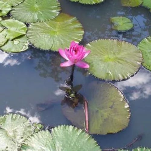 アカバナスイレン（赤花睡蓮） (Nymphaea rubra)-i