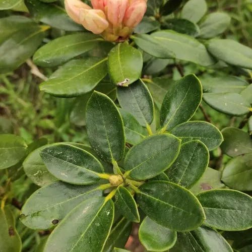 キバナシャクナゲ（黄花石楠花） (Rhododendron aureum)-i