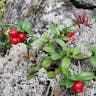 Cowberry (Vaccinium vitis-idaea)-i