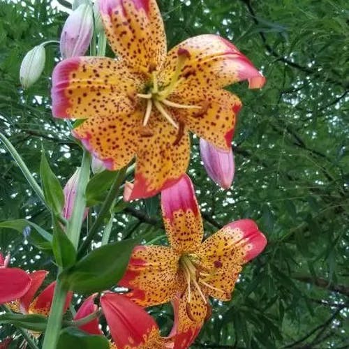 Panther lily (Lilium pardalinum)-i