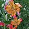 Panther lily (Lilium pardalinum)-i