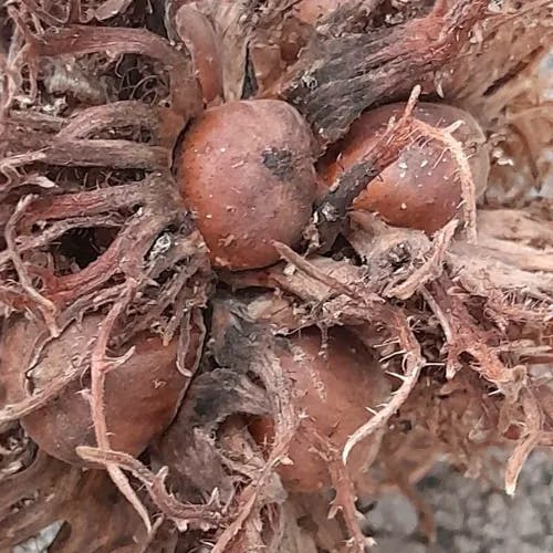 Turkish filbert (Corylus colurna)-i