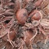 Turkish filbert (Corylus colurna)-i