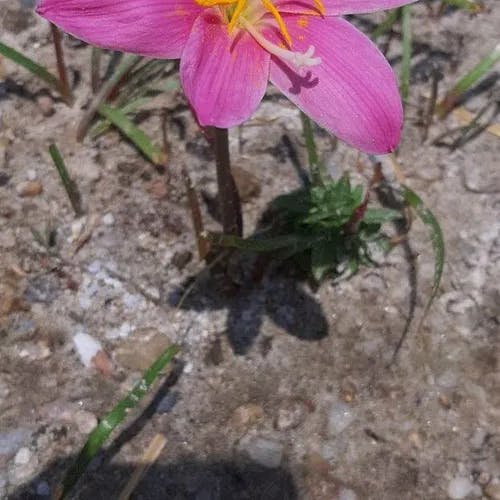 Pink rain lily (Zephyranthes minuta)-i