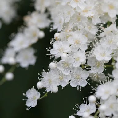 ウワミズザクラ（上溝桜）