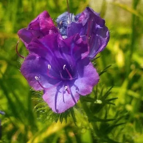 シャゼンムラサキ（車前紫） (Echium plantagineum)-i