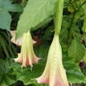 キダチチョウセンアサガオ（木立朝鮮朝顔） (Brugmansia suaveolens)-i