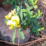 Rattlebox (Crotalaria retusa)-i