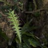 タイワンアオネカズラ（台湾青根葛） (Goniophlebium formosanum)-i