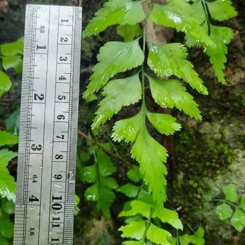 ムニンシダ（無人羊歯） (Asplenium polyodon)-i