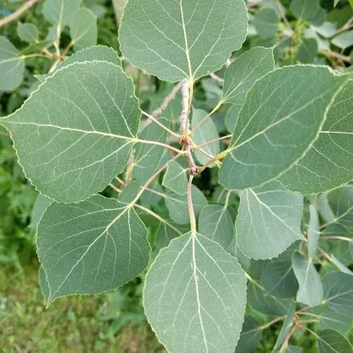 アメリカヤマナラシ（アメリカ山鳴らし） (Populus tremuloides)-i