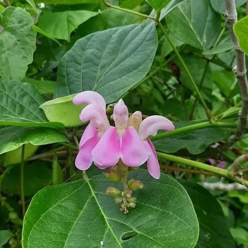 タチナタマメ（立鉈豆） (Canavalia ensiformis)-i