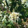 Hoary mountainmint (Pycnanthemum incanum)-i