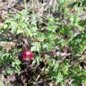 Burnet rose (Rosa spinosissima)-i