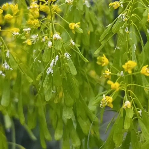 ホソバタイセイ（細葉大青） (Isatis tinctoria)-i