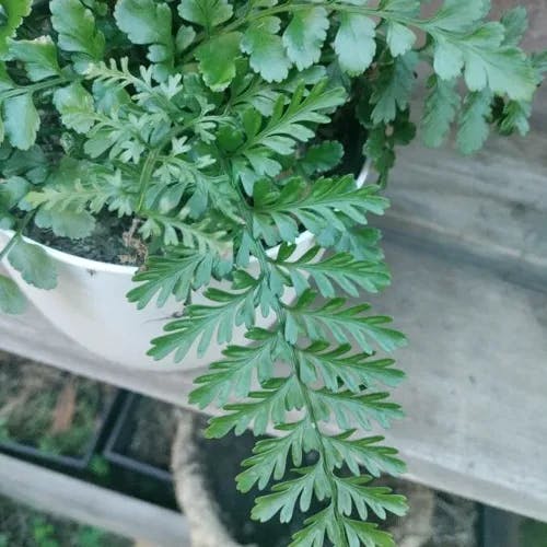 Mother fern (Asplenium bulbiferum)-i