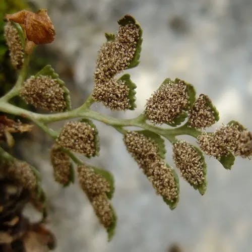 イチョウシダ（銀杏羊歯） (Asplenium ruta-muraria)-i