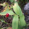 Star false solomon's-seal (Maianthemum stellatum)-i