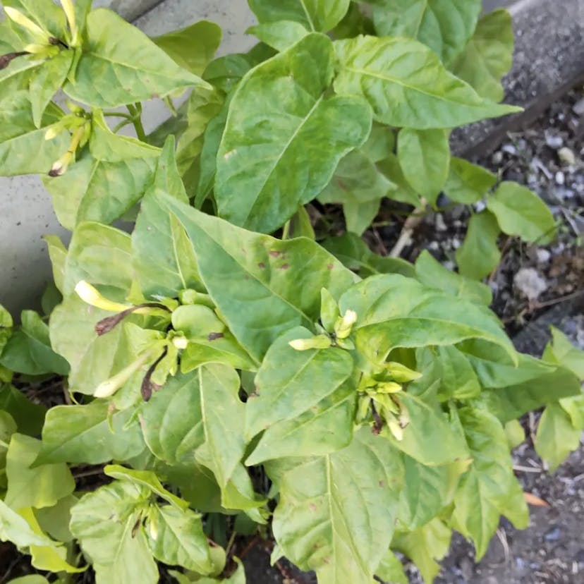 Beauty-of-the-night (Mirabilis jalapa)-i