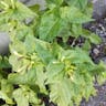 Beauty-of-the-night (Mirabilis jalapa)-i