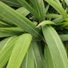 ササキビ（笹黍） (Setaria palmifolia)-i