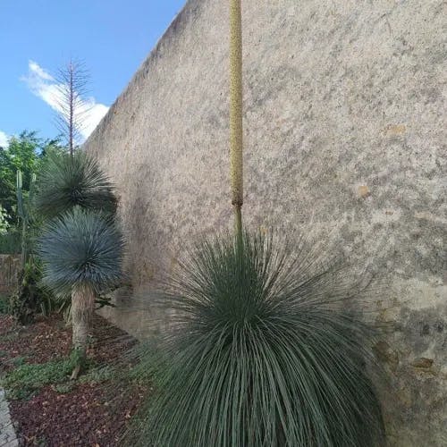 Grass tree (Xanthorrhoea glauca)-i