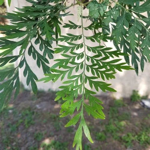 ハゴロモノキ（羽衣樹） (Grevillea robusta)-i