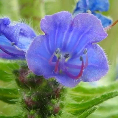 シベナガムラサキ（蕊長紫） (Echium vulgare)-i