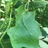 Bur-cucumber (Sicyos angulatus)-i