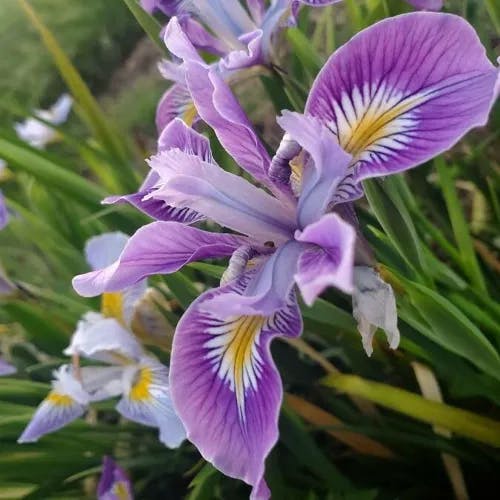 Toughleaf iris (Iris tenax)-i